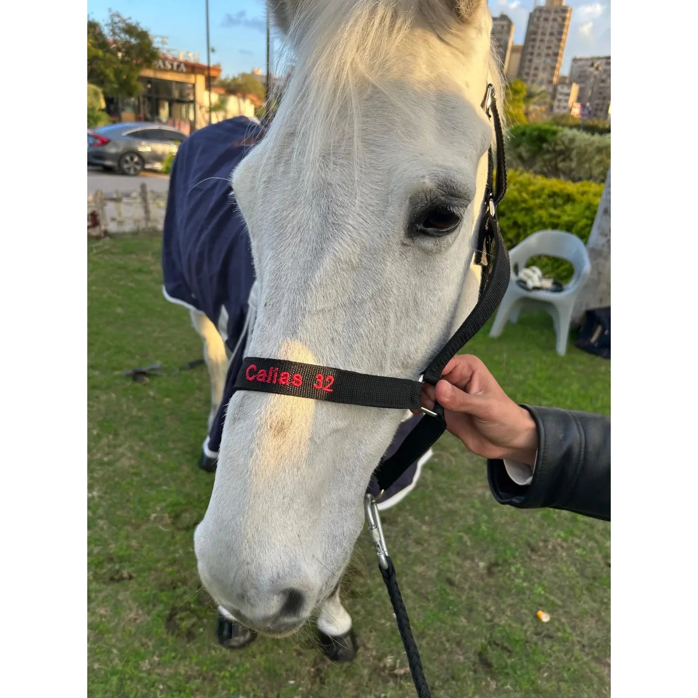 Personalized Horse Halter