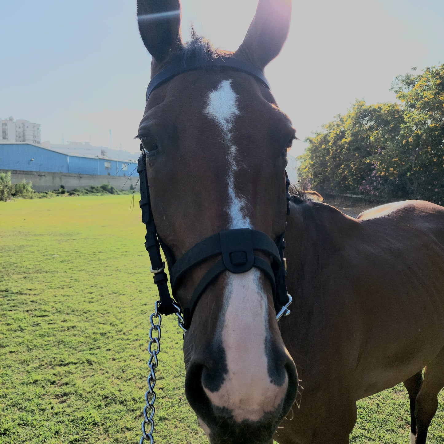 Natural Leather Bridle and reins