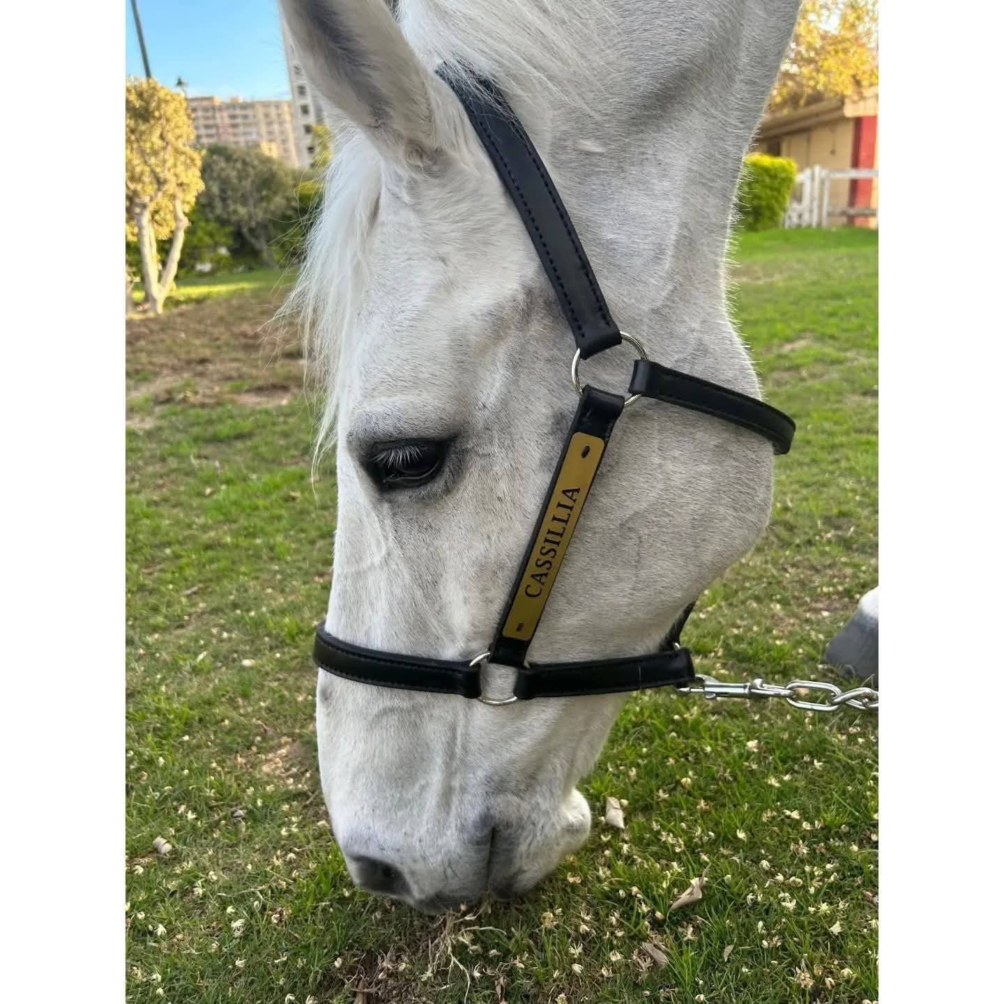 Customized Leather Halter